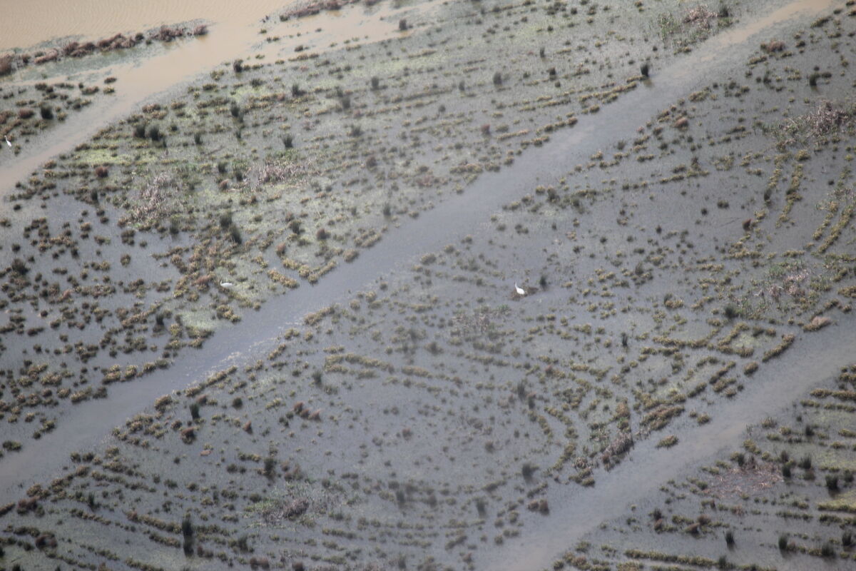 Whooping cranes in Chamber County